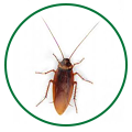 cockroach-service
