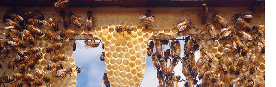 honey-hive-control