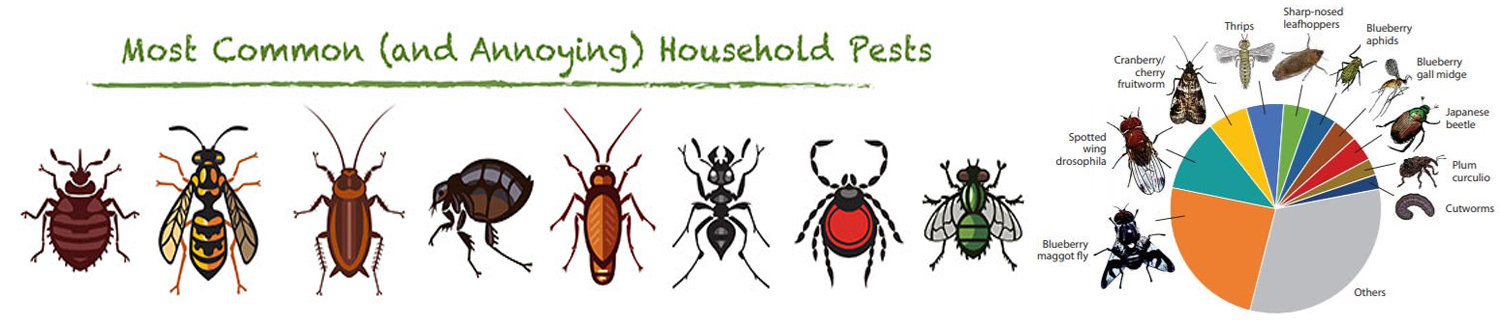 house-hold-insects-service