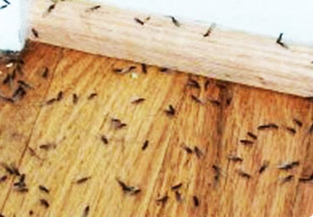 post-termite