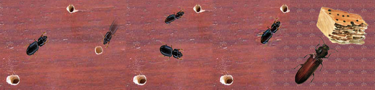 wood-borer-control