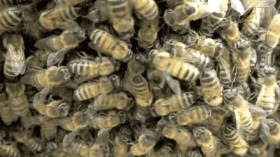 honey-hive-control