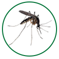 mosquito-control