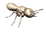 termite