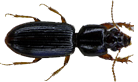 otherInsects
